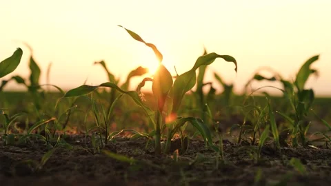 Green corn sprout grows ground sunset, agriculture dawn, corn farm row, sprout Stock Footage 247862040
