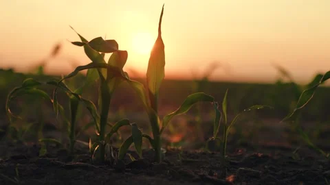 Green corn sprout rays sunlight, sprout field sunset, healthy eating, fresh spro Stock Footage 245518444