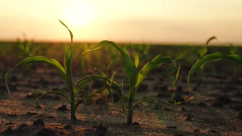 Green corn sprout rays sunlight, sprout field sunset, healthy eating, fresh Stock Footage 247399553