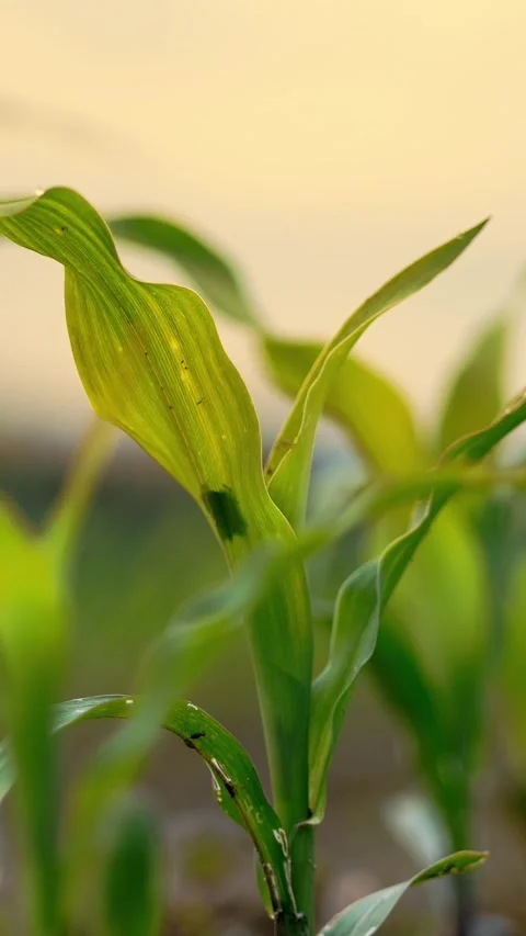Green corn sprout with several wide leaves growing from dark fertile ground Stock Footage 316133779