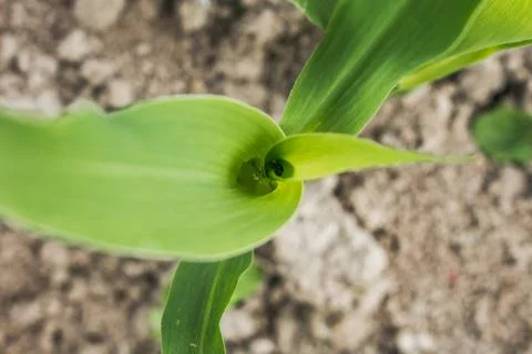 Green corn sprout in spring garden Stock Photos
