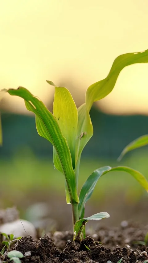 Green corn sprout with unfolded glossy leaves on dark fertile soil closeup Stock Footage 307838157