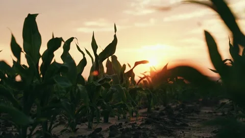 Green corn sprouts at sunset. Slow movement camera on rows of corn field. Green Stock Footage 273761891