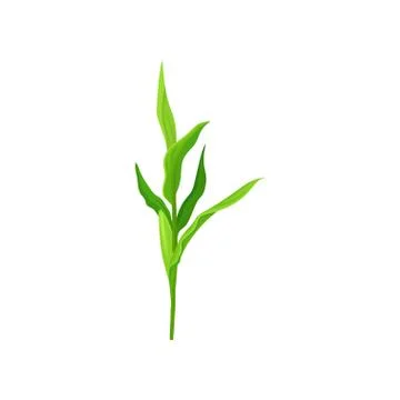 Green corn stalk vector Illustration on a white background Illustrazione stock