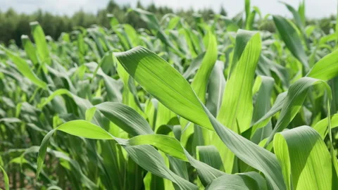 Green corn stalks and maize leaves swaying in a sunny agricultural field Stock Footage 339364637