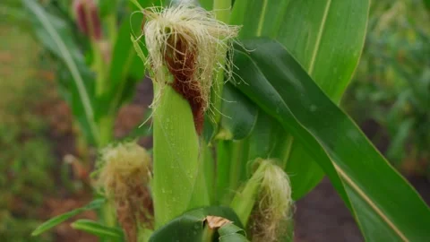 Green corn stalks growing in a field, with the husks still. Stock Footage 286990895