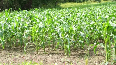 Green corn stalks growing in rows on a soil plot on a farm. Video stock 283999869