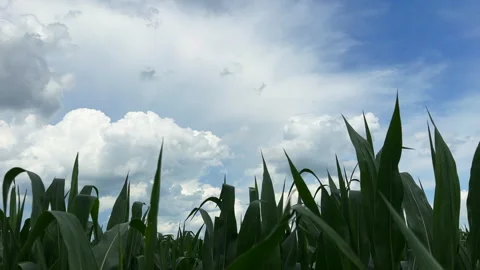 Green corn stalks with leaves blowing in the wind against blue sky with clouds Stock Footage 339228778