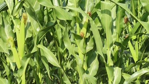 Green corn stalks swaying gently in summer breeze. Corn field. Stock Footage 340858447