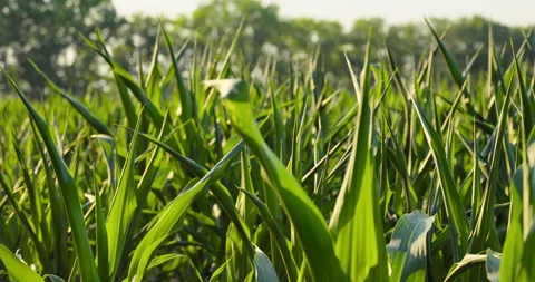 Green corn stalks in warm light above dark soil, 8K Stock Footage 339246079