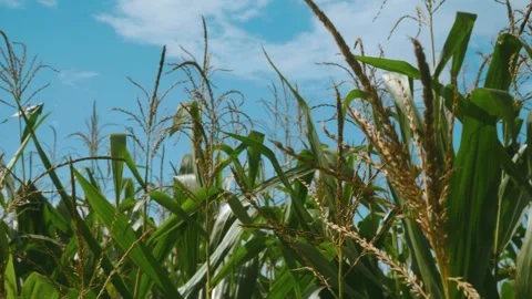 Green corn (Zea mays) plants with tassels moving gently in the breeze under.. Stock Footage 346749128