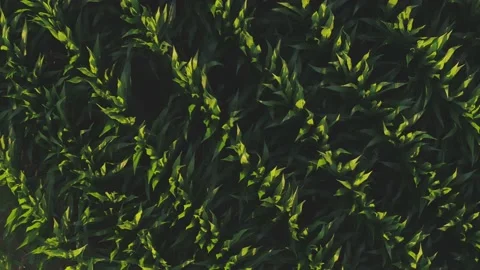 Green Cornfield from Above in 4k Stock Footage 224727606