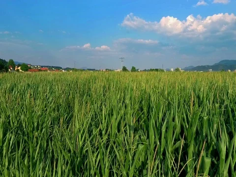 Green cornfield and a light blue sky Stock Footage 79202092