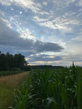 Green Cornfield Beneath Dramatic Cloudy Sky at Summer Sunset Stock Photos