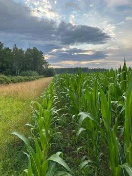 Green Cornfield Bordering Meadow Under Dramatic Cloudy Evening Sky Stock Photos