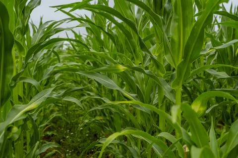 Green Cornfield Close-up Stock Photos