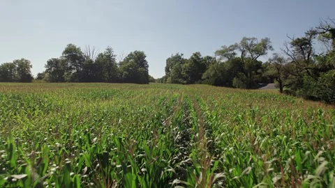 Green cornfield corn field outside city in a rural farming town in Ohio, USA Stock Footage 249341982
