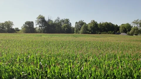 Green cornfield corn field outside city in a rural farming town in Ohio, USA Stock Footage 249342167