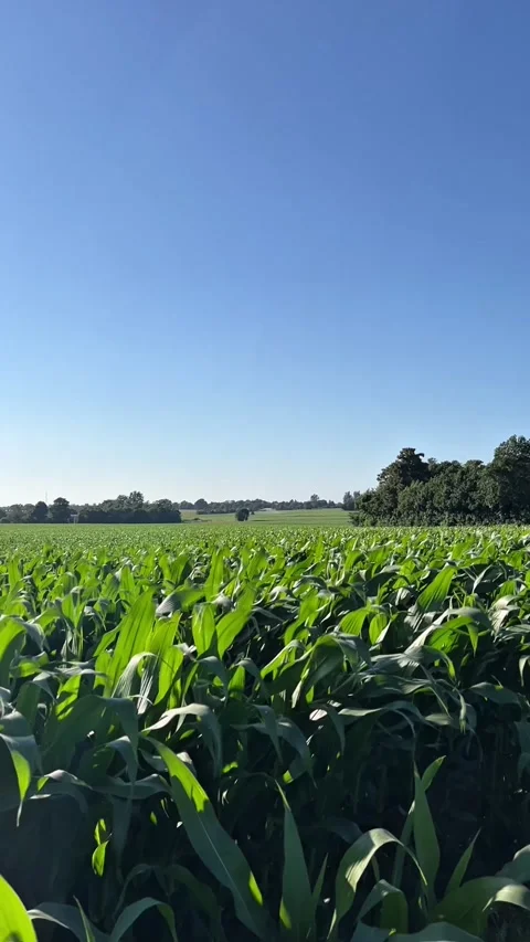 Green cornfield in Denmark under clear blue sky agriculture nature vertical Stock Footage 341851150