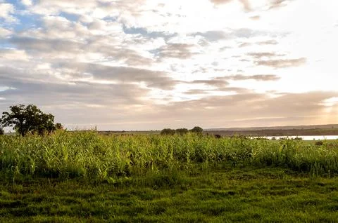 Green cornfield field with cloudy sky and evening light. Stock Photos