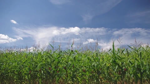 Green cornfield Video stock 45805087