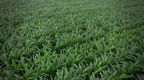 Green Cornfield Video stock 53304260