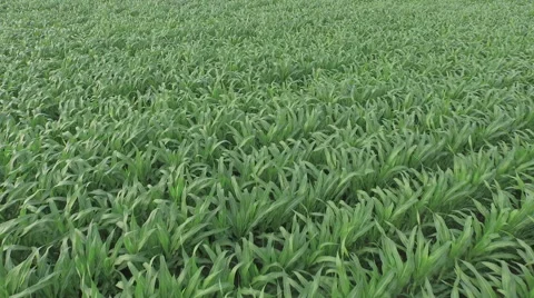 Green Cornfield Stock-Footage 61114984