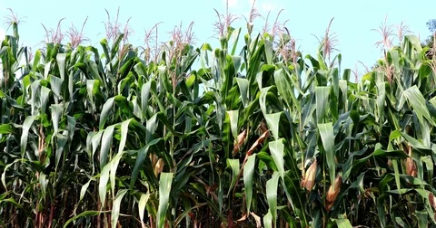 Green cornfield Stock-Footage 72996113