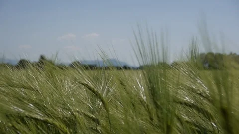 Green cornfield Stockbeeldmateriaal 76530839