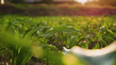 Green cornfield gently swaying in the wind Video stock 281553006