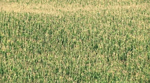 Green Cornfield Landscape Video stock 59544268