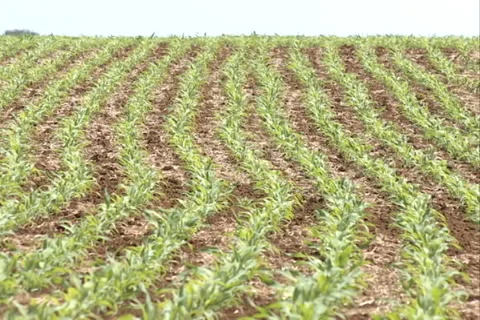 Green Cornfield Landscape SD 19 Video stock 37416558