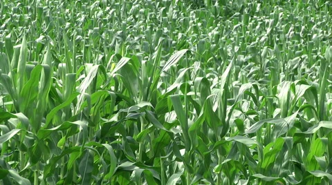 Green Cornfield with leaves at wind 動画素材 58143160
