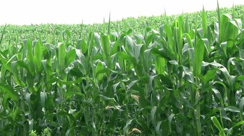 Green Cornfield with leaves at wind 库存影片 58144193