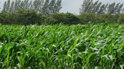 Green cornfield maize plants swaying in strong wind breeze with trees background Stock Footage 343201071