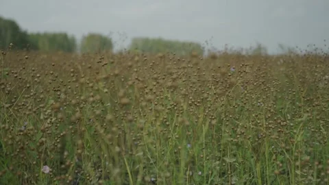 Green cornfield. Manual filming, panorama. Vídeo Stock 317543271