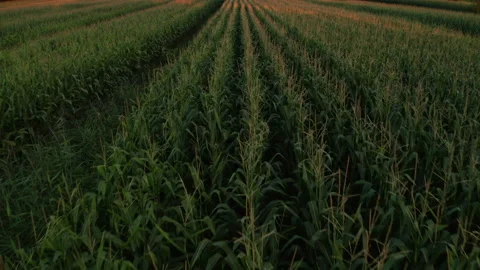 Green cornfield in the night Stock Footage 153283443