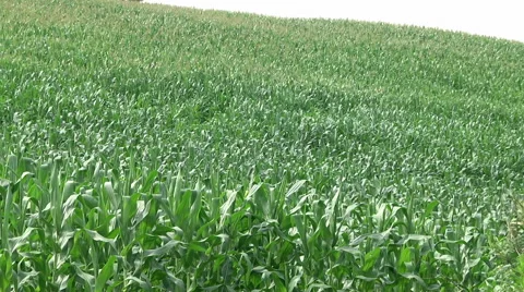 Green Cornfield plantation 库存影片 58142833