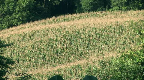 Green Cornfield plantation2 Video stock 59541557