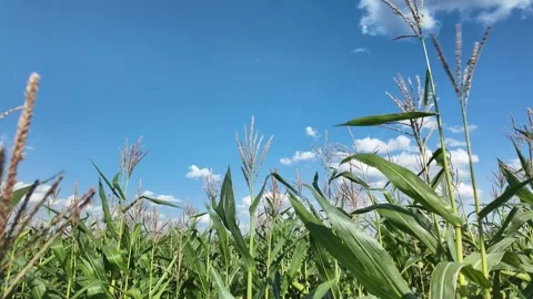 Green cornfield with sky in background, hyperlapse, 4k Vídeos de archivo 281795392