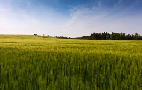 Green cornfield in spring Stock Photos