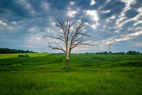 In green cornfield stands a dead tree and the sky is overcast Stock Photos
