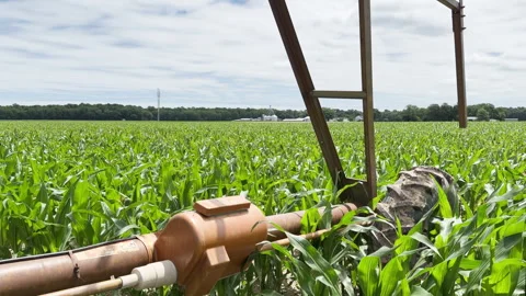 Green cornfield stretches wide under bright sky with idle irrigation in for.. Stockbeeldmateriaal 337578232
