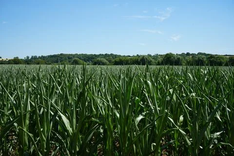 Green Cornfield Under Blue Sky With Trees In Morton, Nottinghamshire, England. Stock Photos