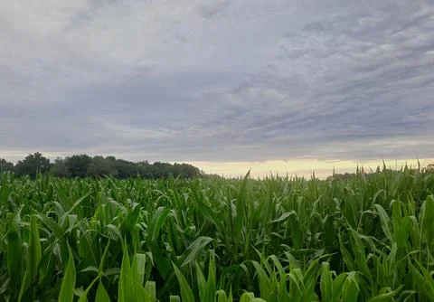 Green cornfield under a cloudy evening sky. Stock Photos