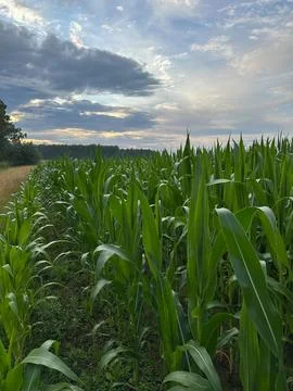 Green Cornfield Under Dramatic Evening Sky with Sunlight and Clouds Stock Photos