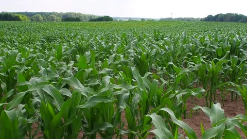 A green cornfield in the wind in summer Video stock 133622490