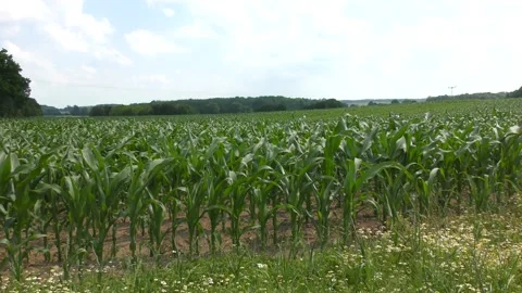 A green cornfield in the wind in summer Video stock 133622599