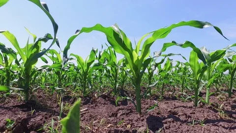 Green cornfield young stem against blue sky, rows of healthy plants in the wind Stock Footage 72158801