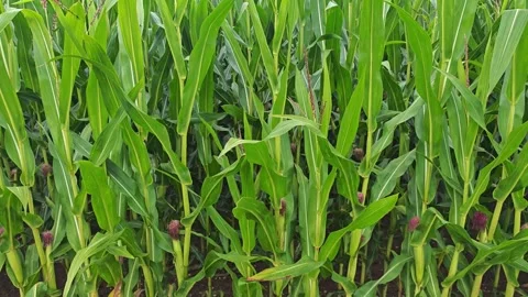 Green Cornfield With Young Sweet Corn Plants and Silks Growing on a Summer Fa Vídeo Stock 347483112